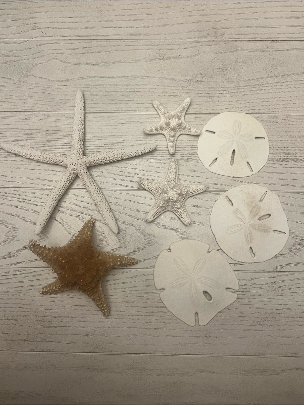Starfish and Sand Dollar Beach Decor Set - Natural